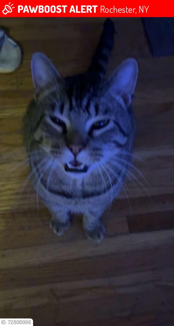 Lost Male Cat last seen goodman and northland, Rochester, NY 14609