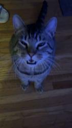 Lost Male Cat last seen goodman and northland, Rochester, NY 14609