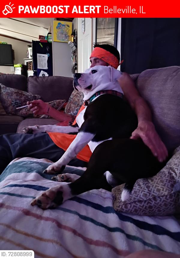 Lost Male Dog last seen Legions bar, Belleville, IL 62223