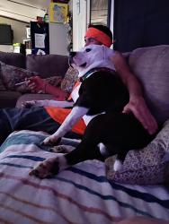 Lost Male Dog last seen Legions bar, Belleville, IL 62223