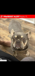 Lost Male Dog last seen Bravo, Naples, FL 34120