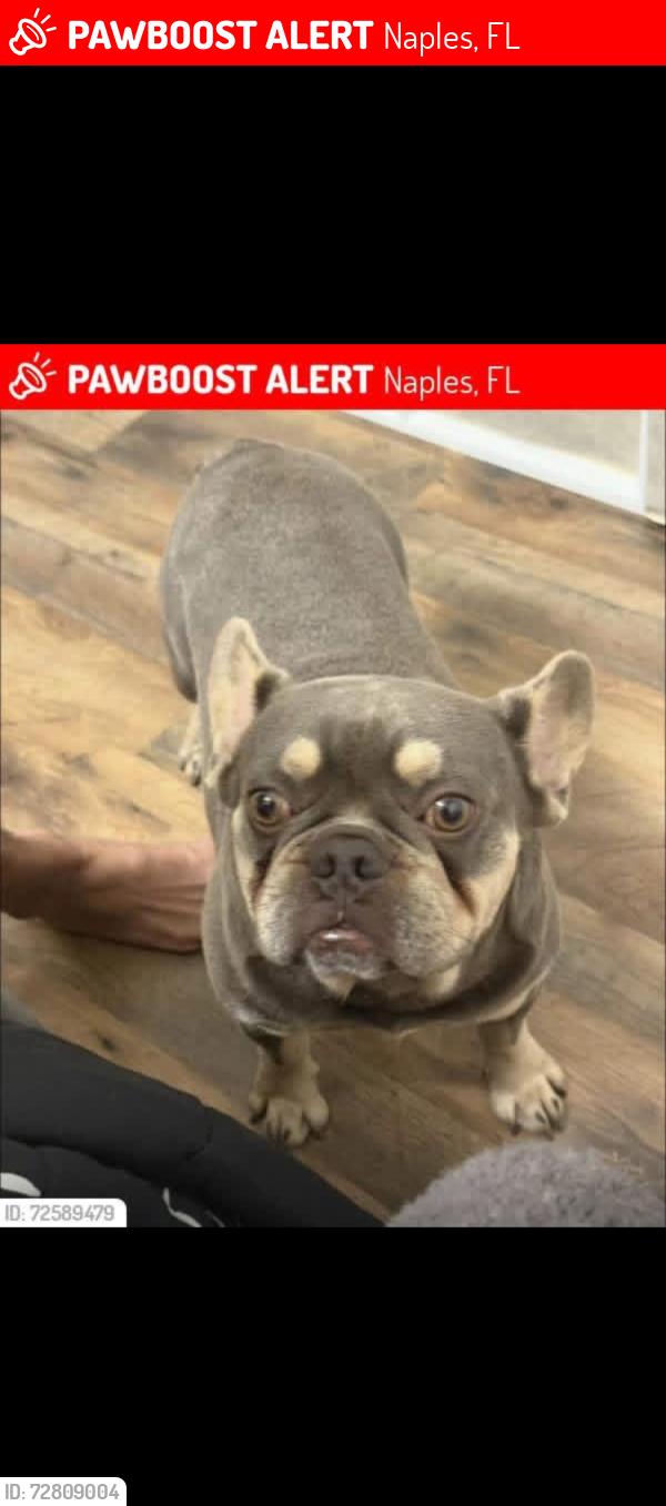 Lost Male Dog last seen Bravo, Naples, FL 34120