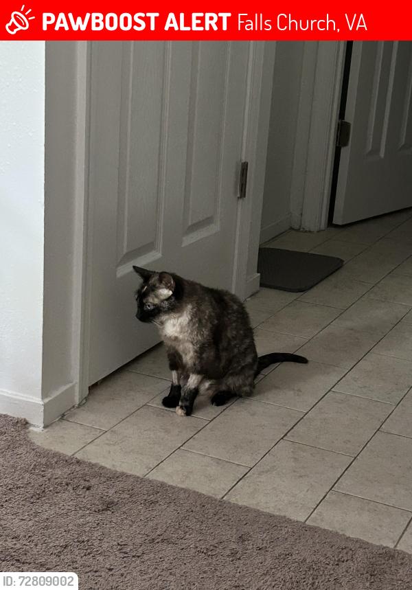 Lost Female Cat last seen eden center, Falls Church, VA 22044