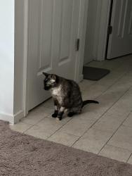 Lost Female Cat last seen eden center, Falls Church, VA 22044