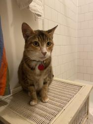 Lost Female Cat last seen Shasta Circle South, Los Angeles, CA 90065