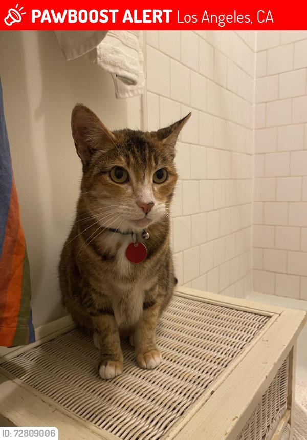Lost Female Cat last seen Shasta Circle South, Los Angeles, CA 90065