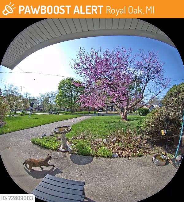Found/Stray Unknown Cat last seen Between 12 & 13 Mile Rds, East of Rochester Rd, Royal Oak, MI 48073
