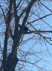 Found/Stray Unknown Cat last seen Owen Drive and Ravine, Alamo Township, MI 49009