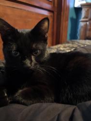 Lost Male Cat last seen timberhill dr. and grissom, San Antonio, TX 78238