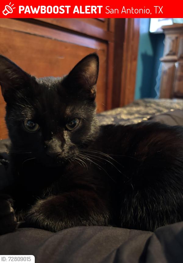 Lost Male Cat last seen timberhill dr. and grissom, San Antonio, TX 78238
