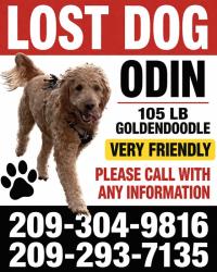 Lost Male Dog last seen Jurs rd. And Bald Mtn.rd., West Point, CA 95255