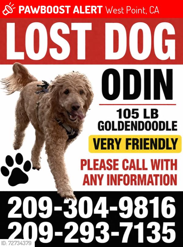 Lost Male Dog last seen Jurs rd. And Bald Mtn.rd., West Point, CA 95255