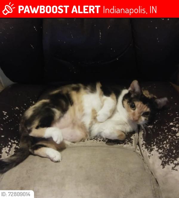 Lost Female Cat last seen A church on each side of the street,, Indianapolis, IN 46241