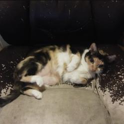 Lost Female Cat last seen A church on each side of the street,, Indianapolis, IN 46241