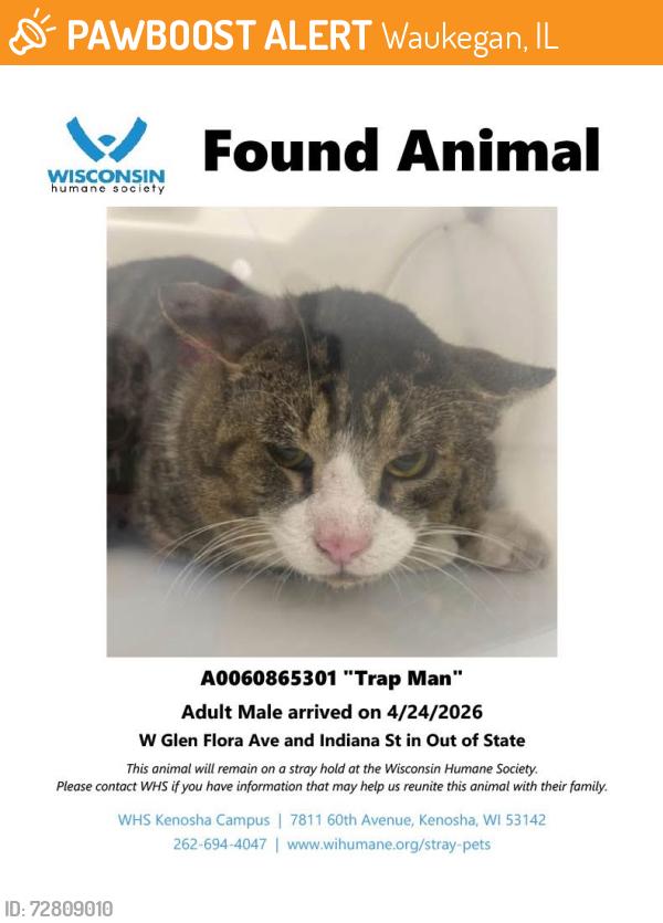 Found/Stray Male Cat last seen Found near Glen Flora and Indiana, Waukegan, IL 60085
