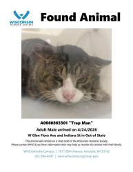 Found/Stray Male Cat last seen Found near Glen Flora and Indiana, Waukegan, IL 60085