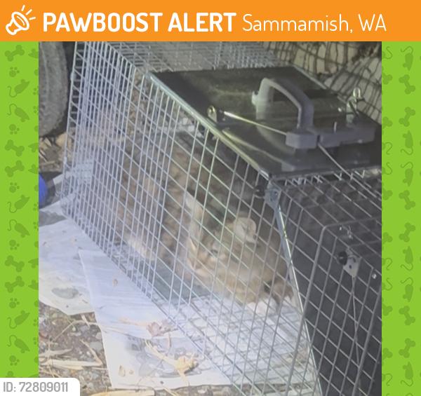 Found/Stray Unknown Cat last seen E LK Sammamish PKWY NE& NE 33 RD PL, Sammamish, WA 98074