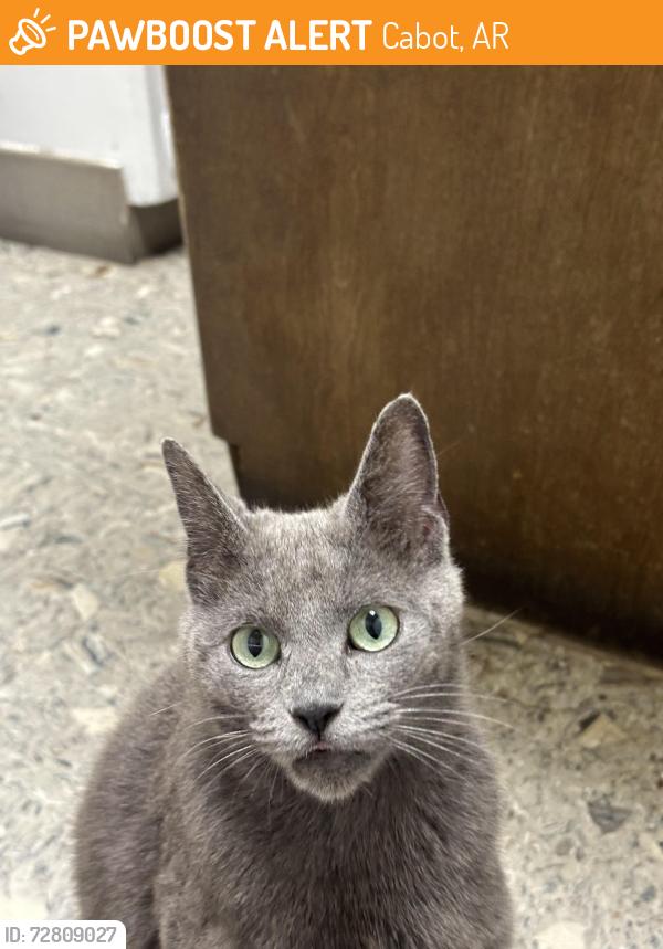 Found/Stray Female Cat last seen Highway 5 and Justice, Cabot, AR 72023