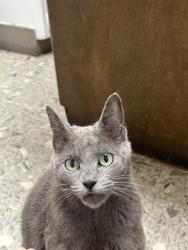 Found/Stray Female Cat last seen Highway 5 and Justice, Cabot, AR 72023
