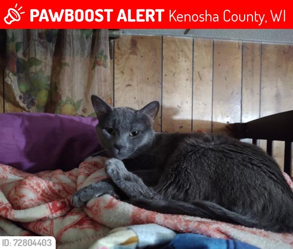 Lost Male Cat last seen 7th street and 13th avenue , Kenosha County, WI 53144