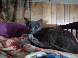 Lost Male Cat last seen 7th street and 13th avenue , Kenosha County, WI 53144