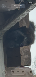 Reunited Female Cat last seen Buchanan Valley Rd, Orrtanna, Pa, Usa, Franklin Township, PA 17353