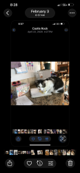 Lost Female Cat last seen culpepper ct, Brentwood, TN 37027