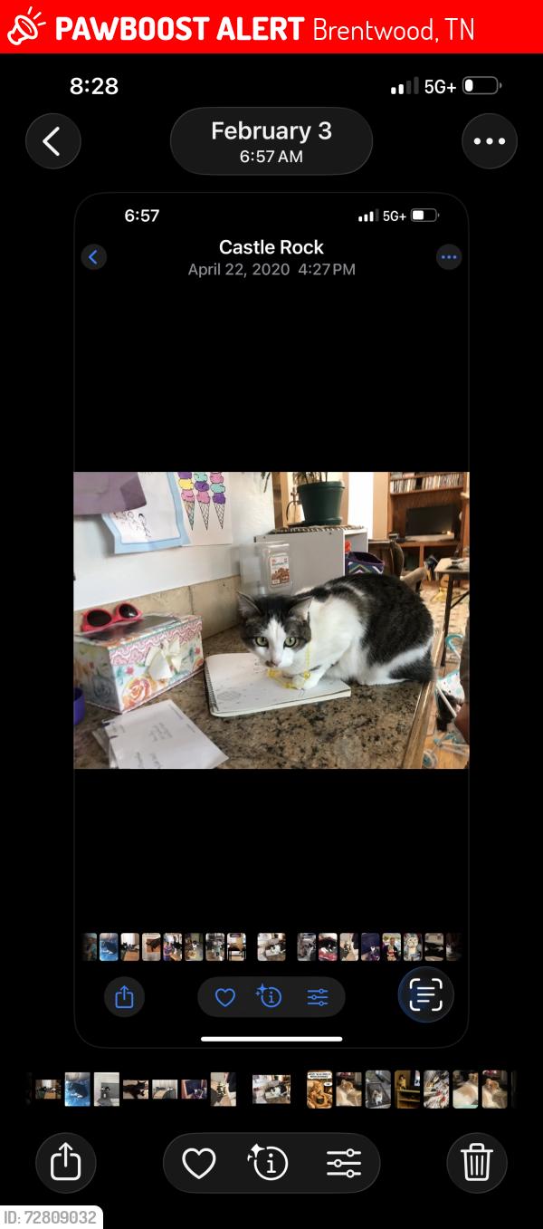 Lost Female Cat last seen culpepper ct, Brentwood, TN 37027
