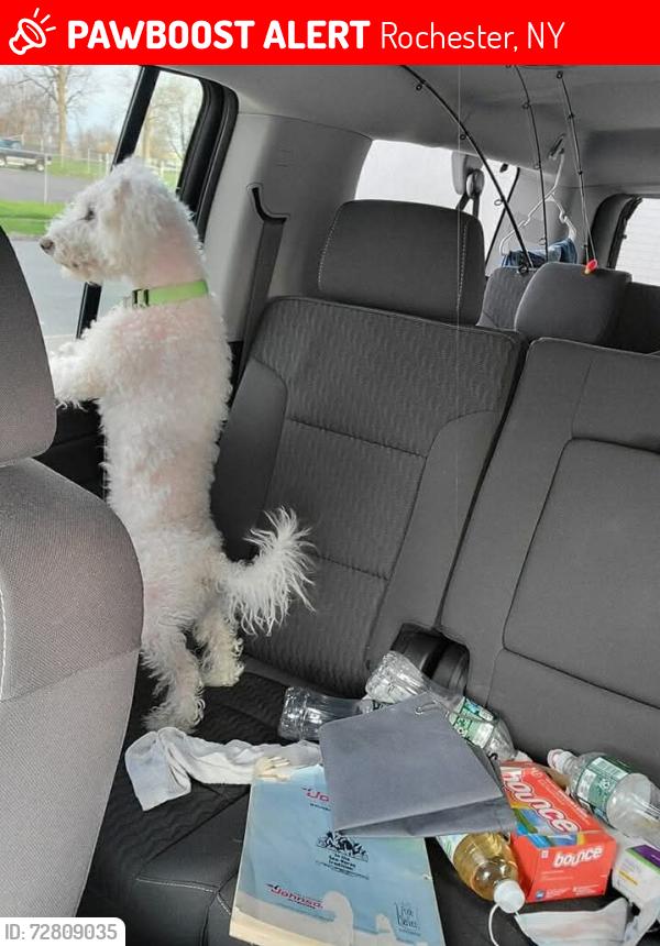 Lost Male Dog last seen Norton St, Rochester, NY 14621