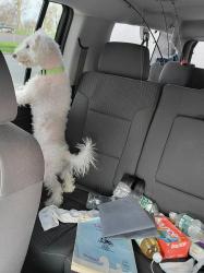 Lost Male Dog last seen Norton St, Rochester, NY 14621