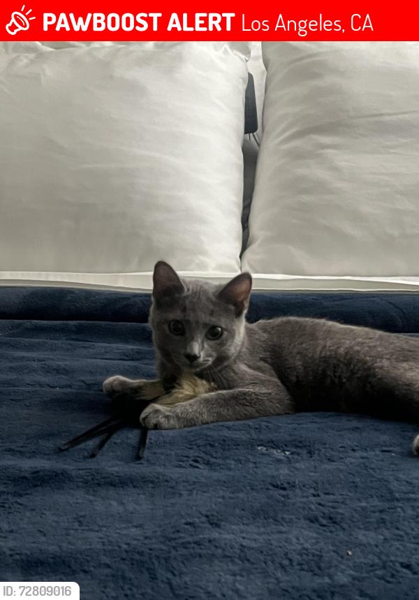 Lost Female Cat last seen Camerford Ave & Gower / El Centro & Melrose, Los Angeles, CA 90038