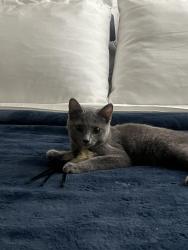 Lost Female Cat last seen Camerford Ave & Gower / El Centro & Melrose, Los Angeles, CA 90038