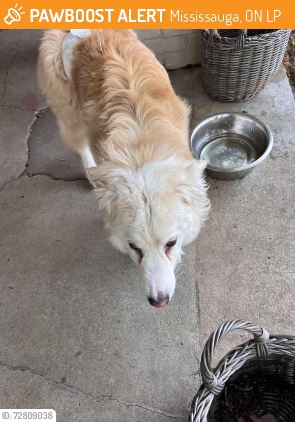 Found/Stray Female Dog last seen Pearl st Fayetteville nc, Mississauga, ON L5P