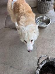 Found/Stray Female Dog last seen Pearl st Fayetteville nc , Mississauga, ON L5P