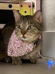 Lost Female Cat last seen Rinconcito salvadoreno, North Lauderdale, FL 33068