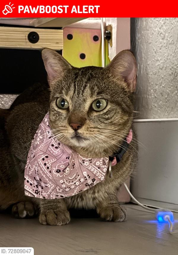 Lost Female Cat last seen Rinconcito salvadoreno, North Lauderdale, FL 33068