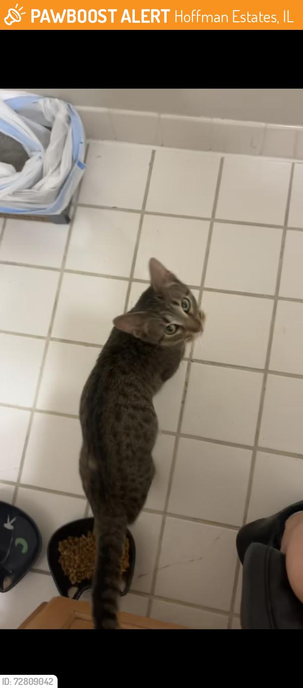 Found/Stray Female Cat last seen Near footpaths between apmt buildings, Hoffman Estates, IL 60169