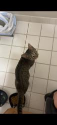 Found/Stray Female Cat last seen Near footpaths between apmt buildings, Hoffman Estates, IL 60169