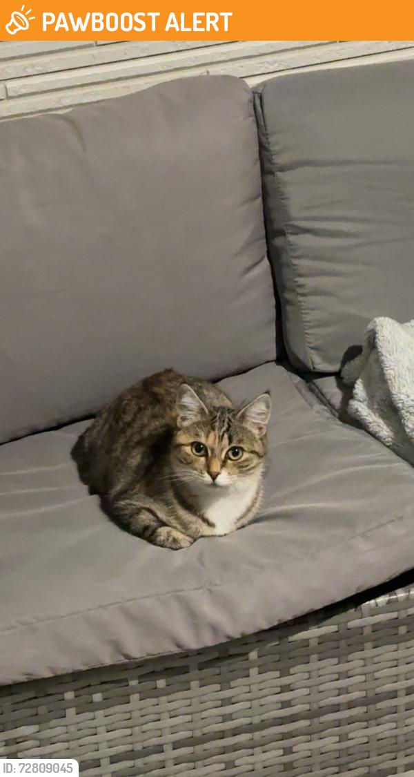 Found/Stray Unknown Cat last seen Peterson avenue, Gledswood hills, Gledswood Hills, NSW 2557
