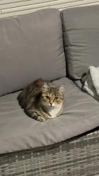 Found/Stray Unknown Cat last seen Peterson avenue, Gledswood hills, Gledswood Hills, NSW 2557