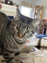 Lost Female Cat last seen Donahoo and Hutton, Kansas City, KS 66109