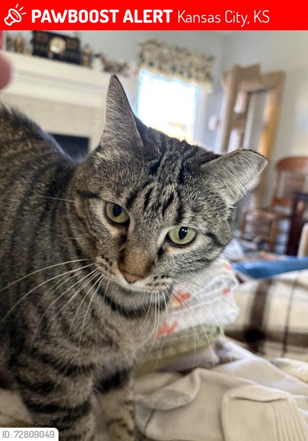 Lost Female Cat last seen Donahoo and Hutton, Kansas City, KS 66109