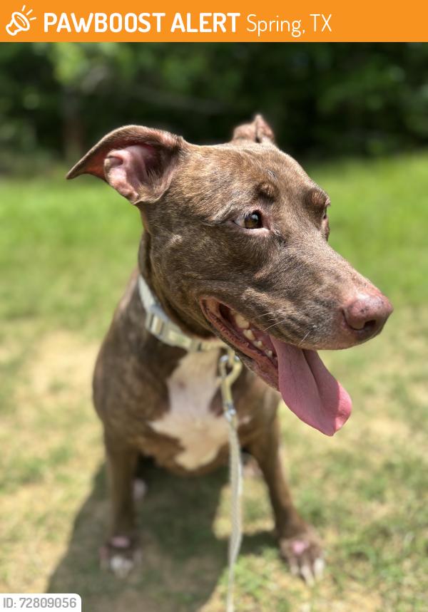 Found/Stray Female Dog last seen Windrose Golf Club, Spring, TX 77379