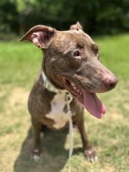 Found/Stray Female Dog last seen Windrose Golf Club, Spring, TX 77379