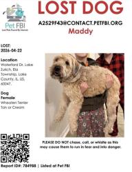 Lost Female Dog last seen Near Waterford Dr, Lake Zurich, Lake Zurich, IL 60047