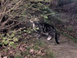 Found/Stray Male Cat last seen Payne and Maryland, Saint Paul, MN 55106