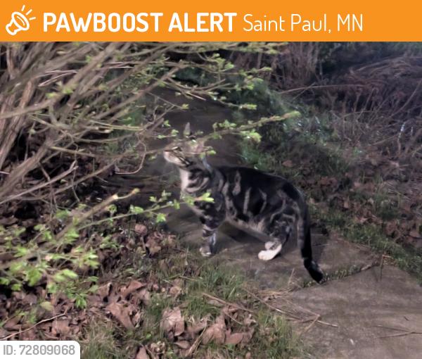 Found/Stray Male Cat last seen Payne and Maryland, Saint Paul, MN 55106