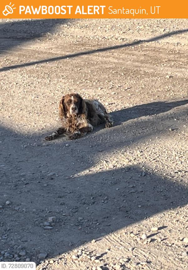 Found/Stray Unknown Dog last seen Near South , Santaquin, UT 84655