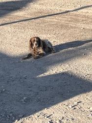Found/Stray Unknown Dog last seen Near South , Santaquin, UT 84655