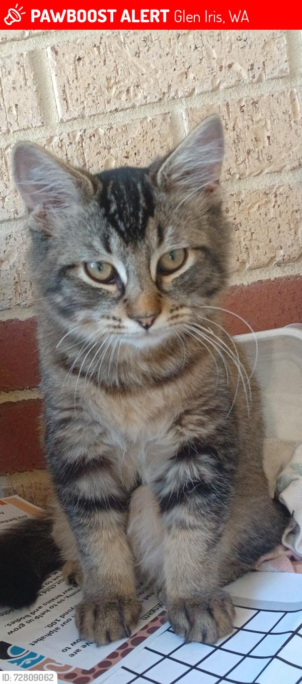 Lost Male Cat last seen Gidgee Entrance , Glen Iris, WA 6230